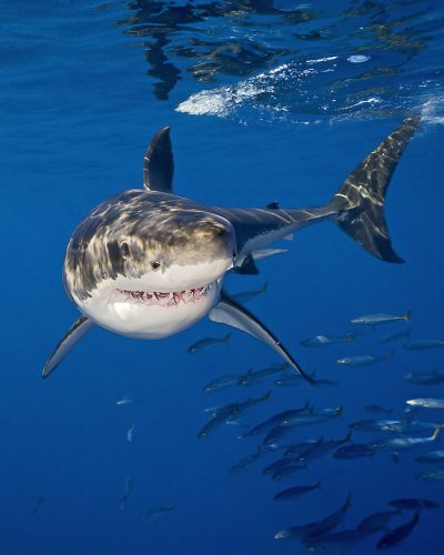 Great White Shark | Carcharodon carcharias