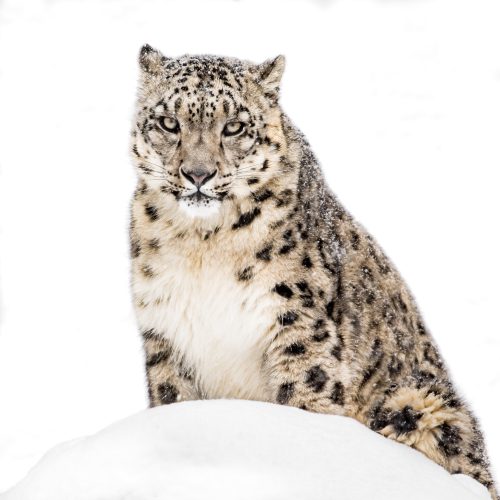 Snow Leopard In Snow Xx