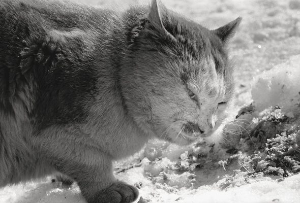 Foto: Masahisa Fukase