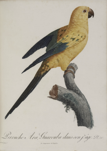 FRANCOIS LE VAILLANT, HISTOIRE NATURELLE DES PERROQUETS, PERRUCHE ARA GUAROUBA, 1801