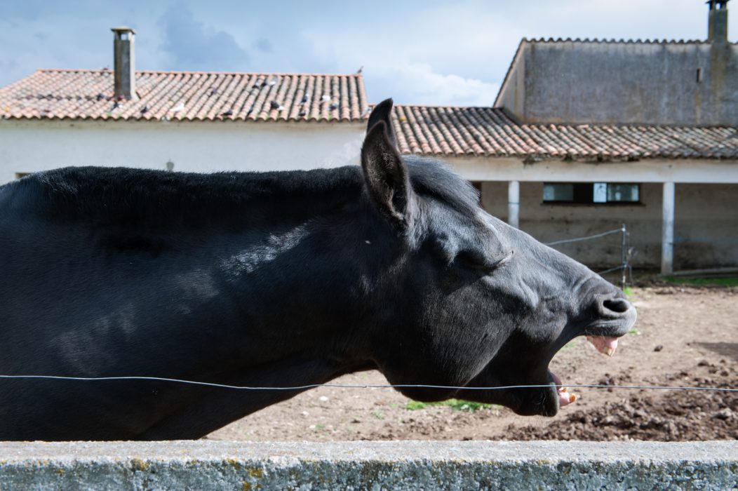 Caballo y vivienda diseminada. Vegaviana (Cáceres). 2016.  © Ana Amado y Andrés Patiño