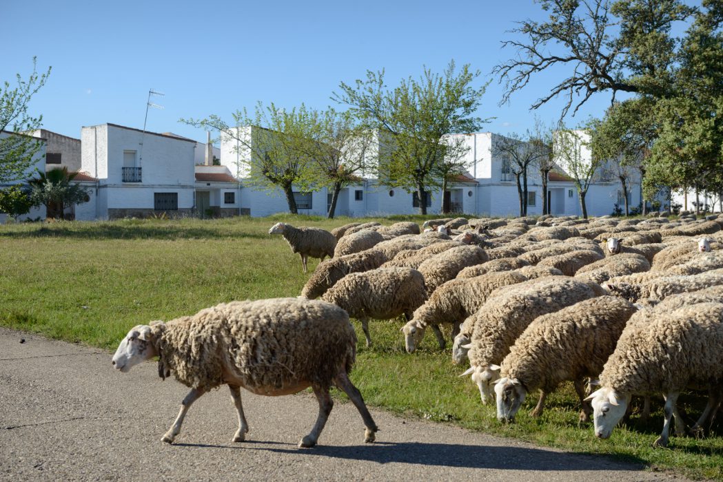 Ovejas en la cañada de Vegaviana (Cáceres). 2022. Arquitecto: José Luis Fernández del Amo.  © Ana Amado y Andrés Patiño